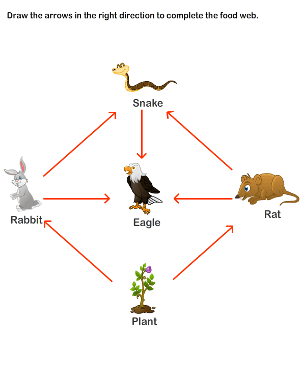 Food Chain Worksheet 1st Grade