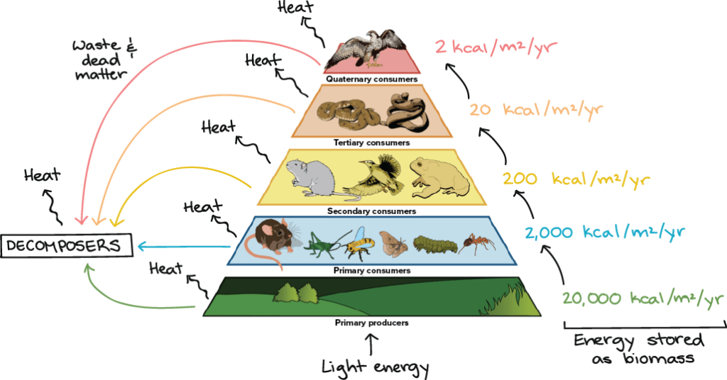 Food Chains Food Webs article Ecology Khan Academy Trophic 