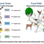 Food Chains Webs Pyramids Ms Blount s Biology Class 5