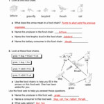 Food Chains Worksheet Answers