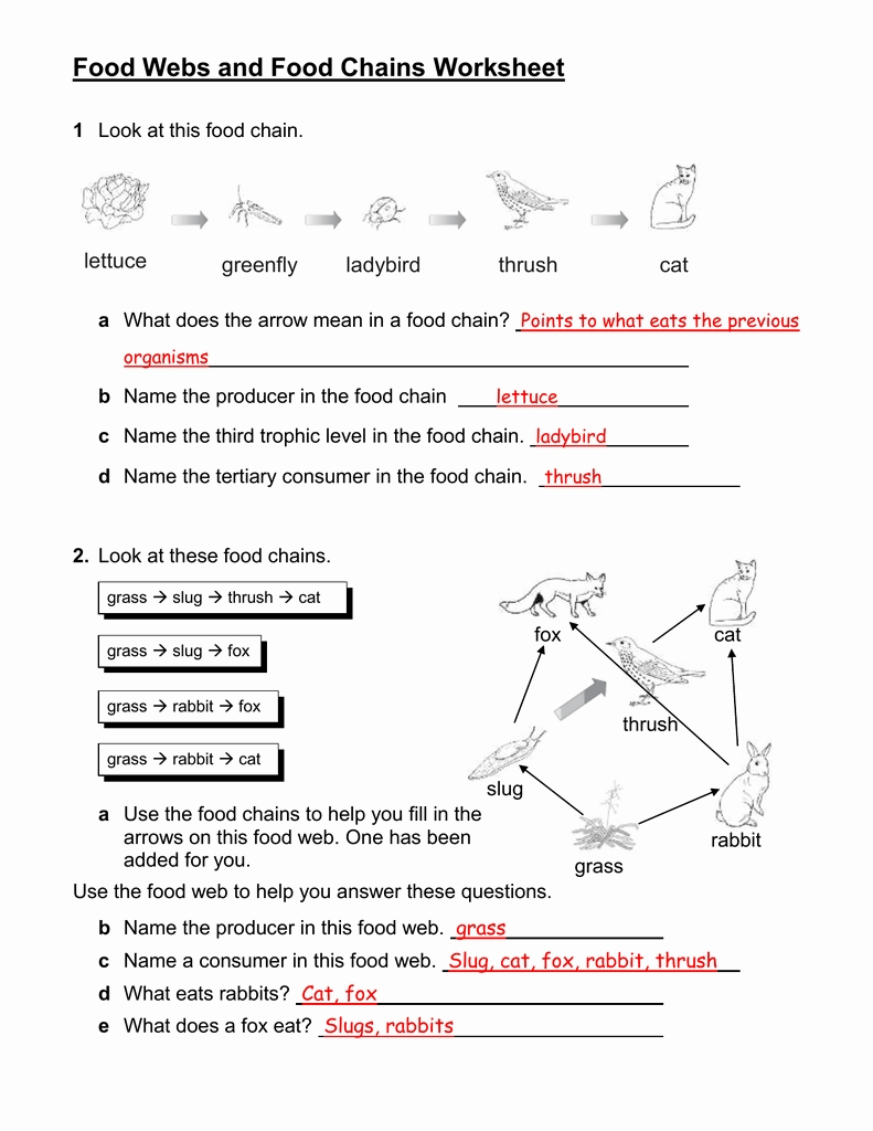 Food Chains Worksheet Answers