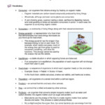 Food Chains Worksheet Answers