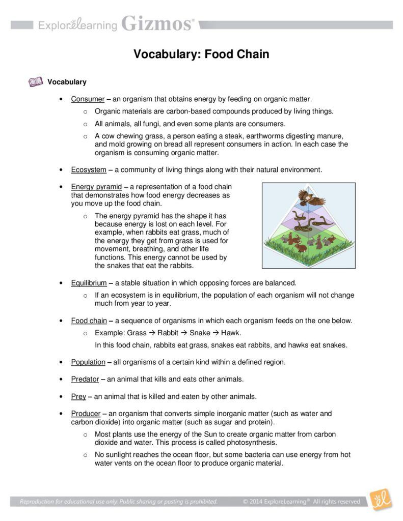 Food Chains Worksheet Answers