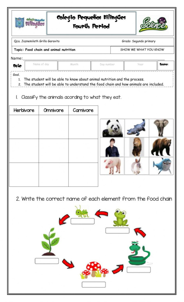 Gizmos Food Chain Worksheet Answers Show Me What You Know Food 