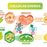 Glory Anaerobic Respiration Humans Equation Chemical Formula Of Ice