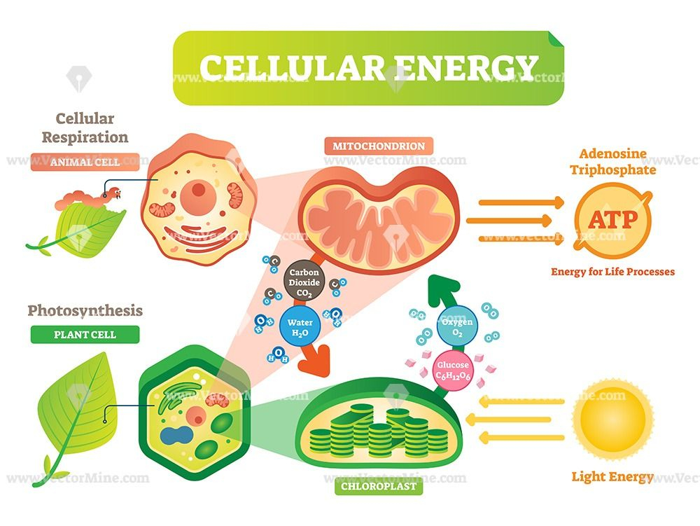 Glory Anaerobic Respiration Humans Equation Chemical Formula Of Ice