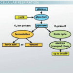 How Cells Harvest Chemical Energy Worksheet Answers Escolagersonalvesgui