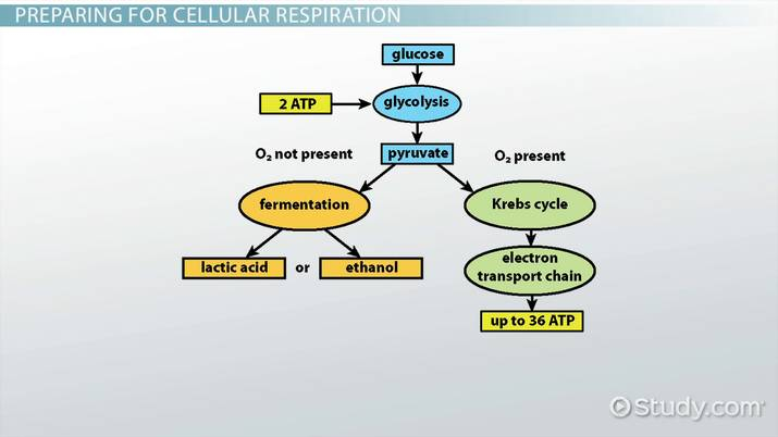 How Cells Harvest Chemical Energy Worksheet Answers Escolagersonalvesgui