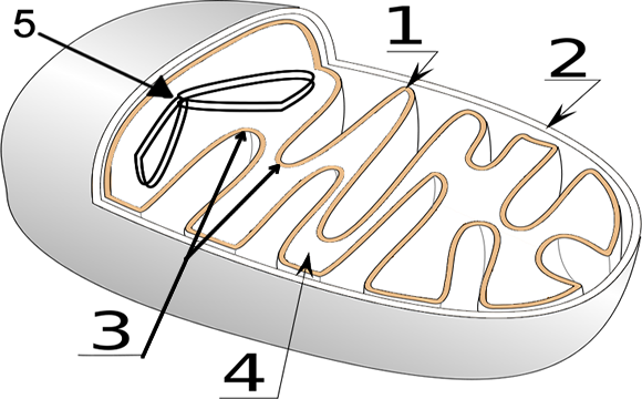 How Does The Mitochondria Produce Energy For The Cell Coloring