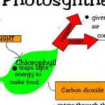 How Does The Plant Make Its Own Food By Photosynthesis Process