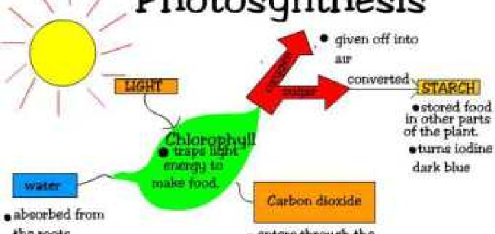 How Does The Plant Make Its Own Food By Photosynthesis Process 