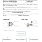 Live Worksheets Answer Key Science Waltery Learning Solution For Student