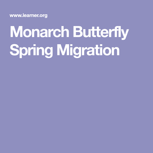 Monarch Butterfly Spring Migration Monarch Butterfly Monarch 