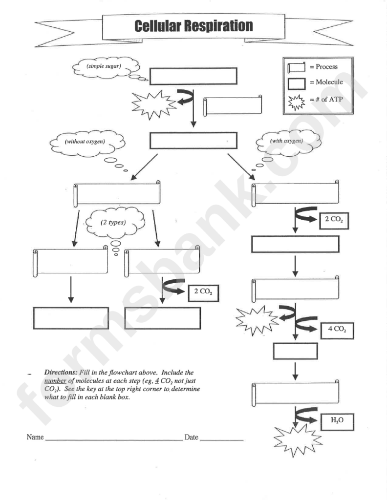 Monicascraftydesigns Cellular Respiration Concept Map Worksheet Answers