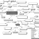 Nervous System Concept Map Concept Map Nervous System Biology Worksheet