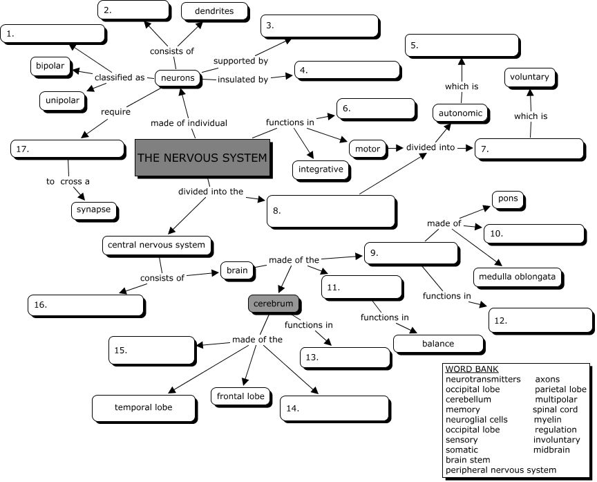 Nervous System Concept Map Concept Map Nervous System Biology Worksheet