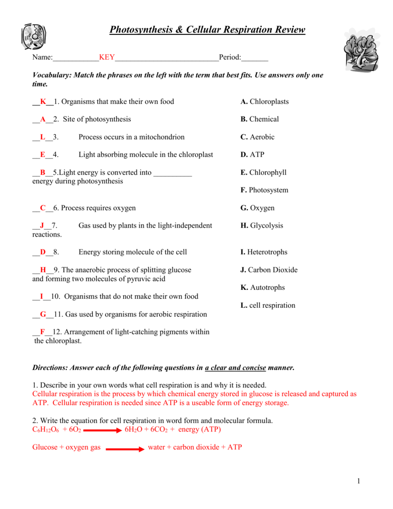 Photosynthesis And Cellular Respiration Comparison Worksheet Answer Key 