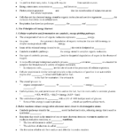 Photosynthesis And Cellular Respiration Pogil Answer Key Worksheet