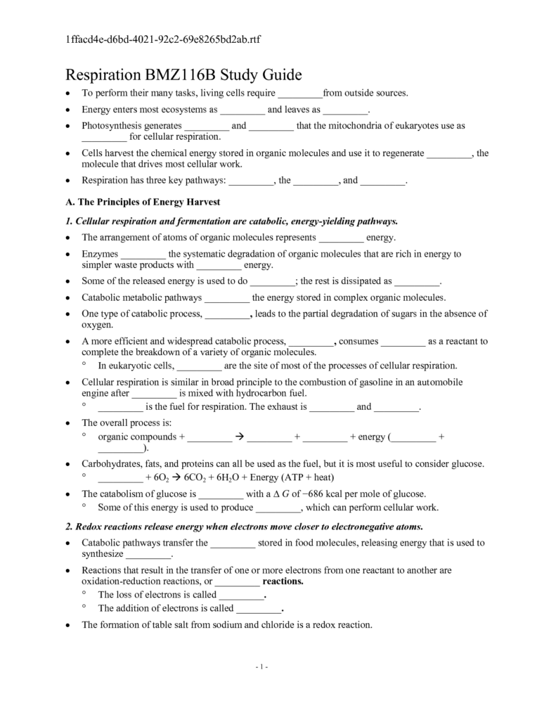 Photosynthesis And Cellular Respiration Pogil Answer Key Worksheet 