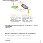 Photosynthesis And Respiration Worksheet