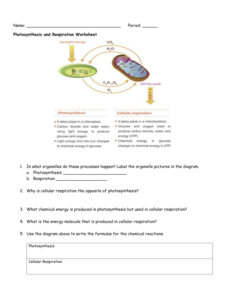 Photosynthesis And Respiration Worksheet