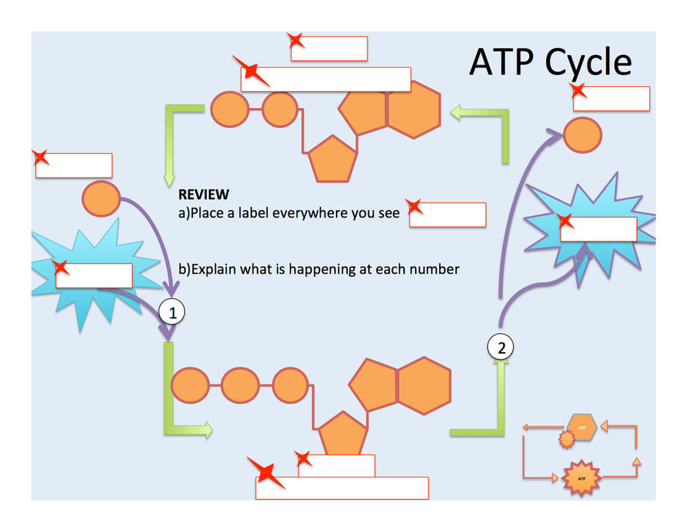 Photosynthesis ATP And ADP Cycle