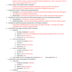 Photosynthesis Cellular Respiration Study Guide What Is ATP And