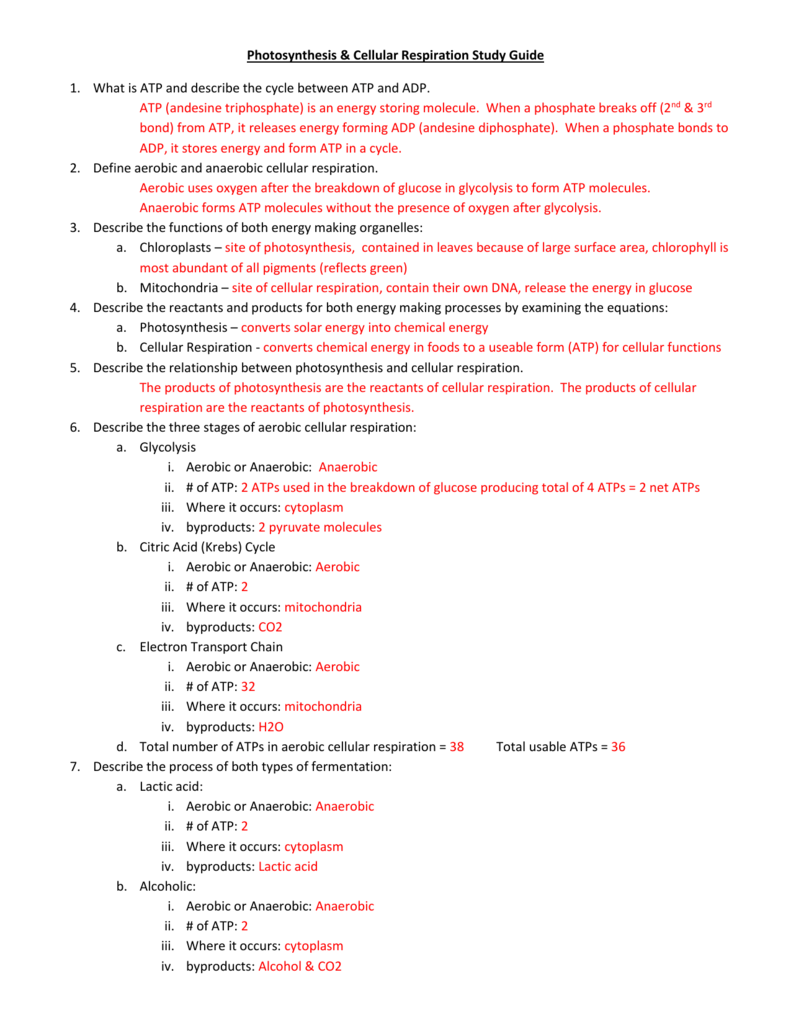 Photosynthesis Cellular Respiration Study Guide What Is ATP And