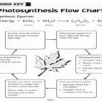 Photosynthesis Diagrams Worksheet Answers Luxury Synthesis Diagrams