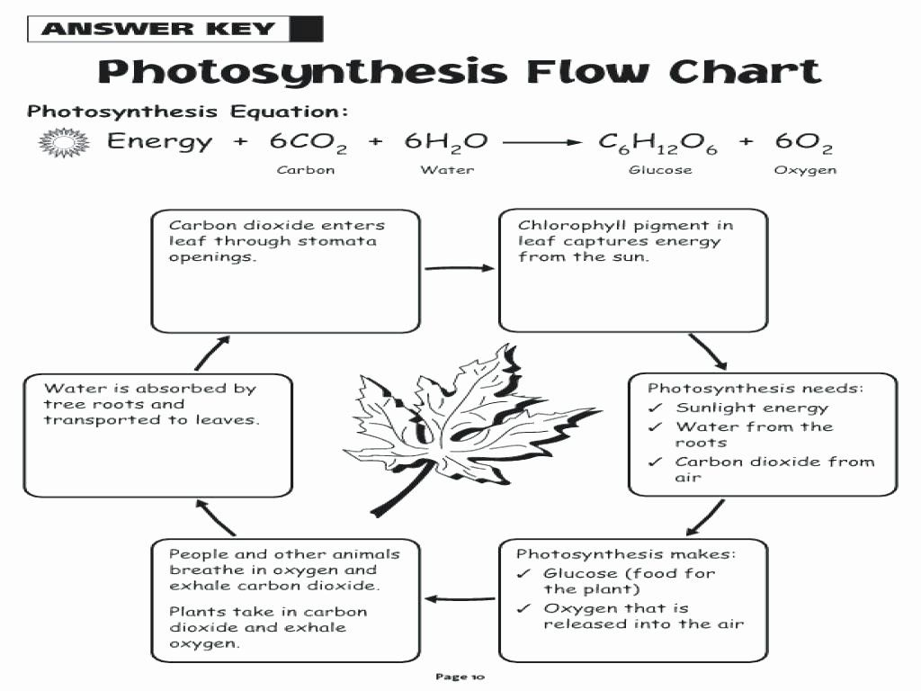Photosynthesis Diagrams Worksheet Answers Luxury Synthesis Diagrams 