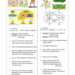 Photosynthesis Vs Cellular Respiration Photosynthesis Worksheet
