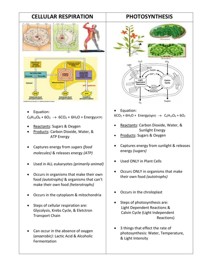 Photosynthesis Vs Cellular Respiration Photosynthesis Worksheet 