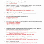 Photosynthesis Worksheet Answer Key Inspirational 81 Energy And Life