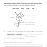 Photosynthesis Worksheet Google Search Photosynthesis Worksheet