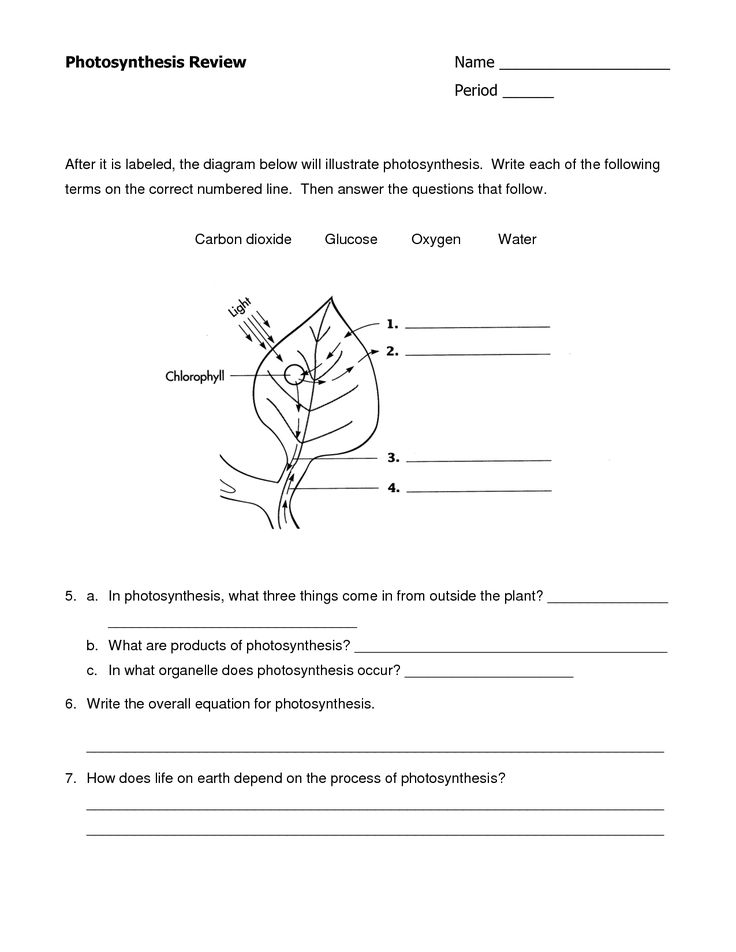 Photosynthesis Worksheet Google Search Photosynthesis Worksheet 