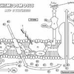 Photosystems And Chemiosmosis Coloring