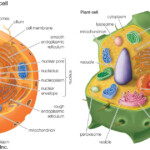Plant Cell Diagram Labeled 7th Grade Simple Cell Diagram