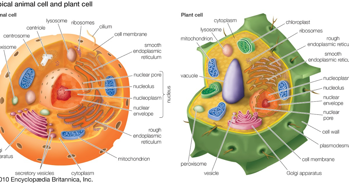 Plant Cell Diagram Labeled 7th Grade Simple Cell Diagram