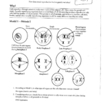 Pogil Answer Key Cellular Respiration Apb Cellular Respiration Pogil