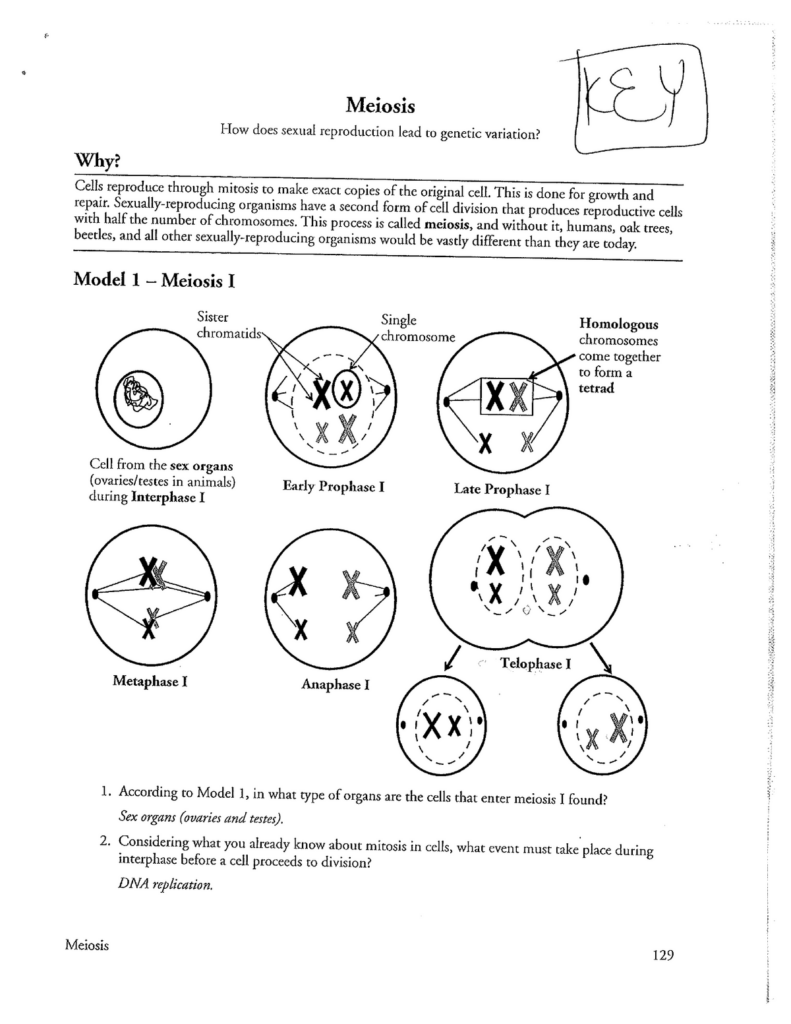 Pogil Answer Key Cellular Respiration Apb Cellular Respiration Pogil 