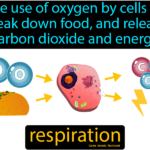 Respiration Is A Series Of Chemical Reactions Which Use