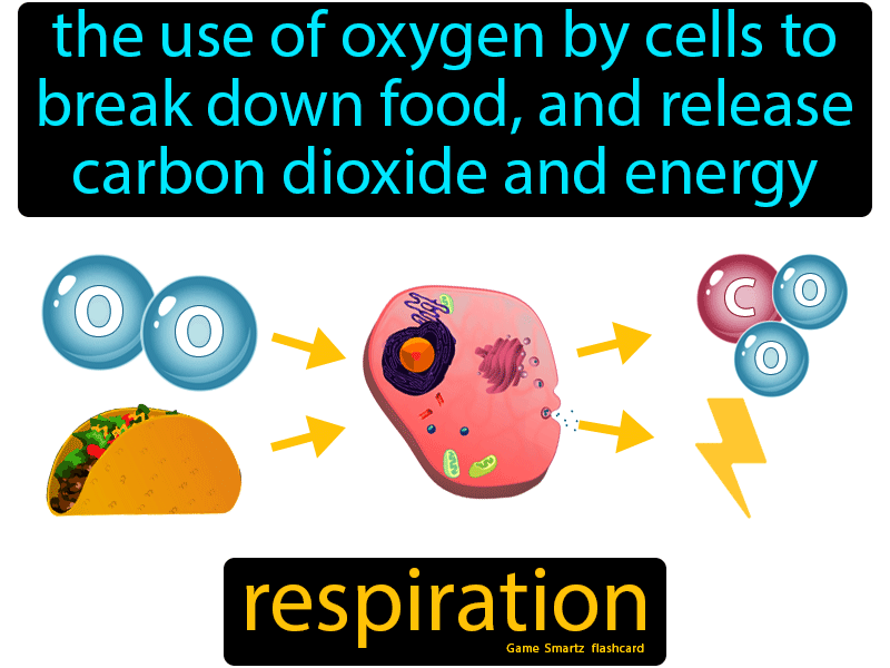 Respiration Is A Series Of Chemical Reactions Which Use