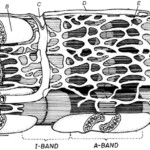 Sarcomere Muscle Coloring