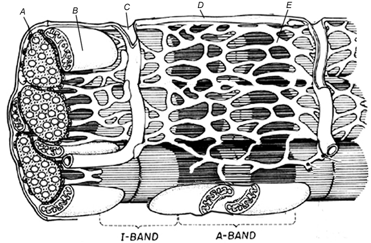 Sarcomere Muscle Coloring