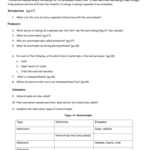 Science 10 Worksheet 3 Energy Flow In Ecosystems Answer Key Db excel