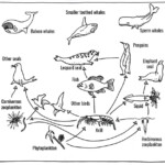 Seaweed In The Food Chain Science Year 8 Teacher Worksheet What s