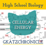 Section 8 2 Photosynthesis Answer Key Free Worksheet By Razanac tzo