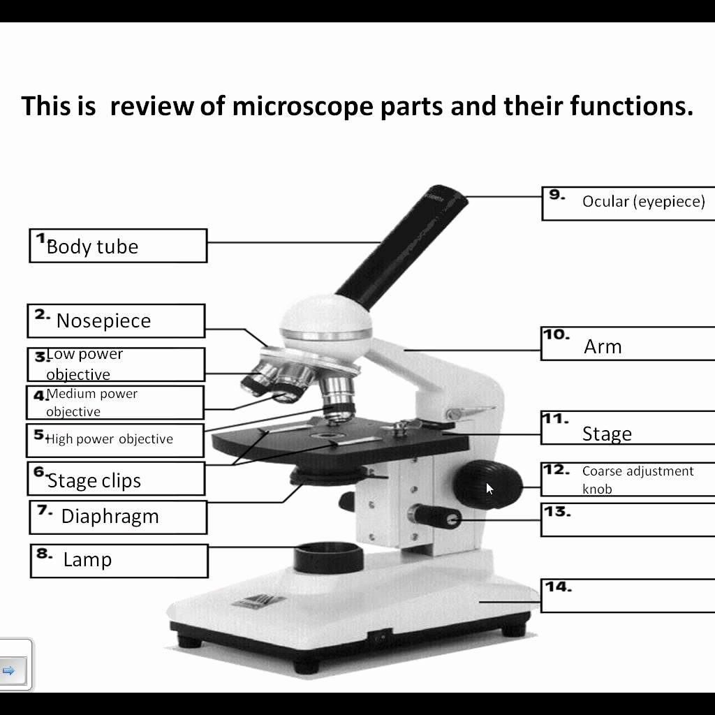 The Microscope Worksheets Answers