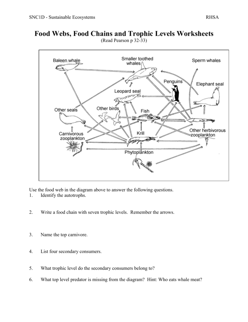 Trophic Levels Worksheet Answers