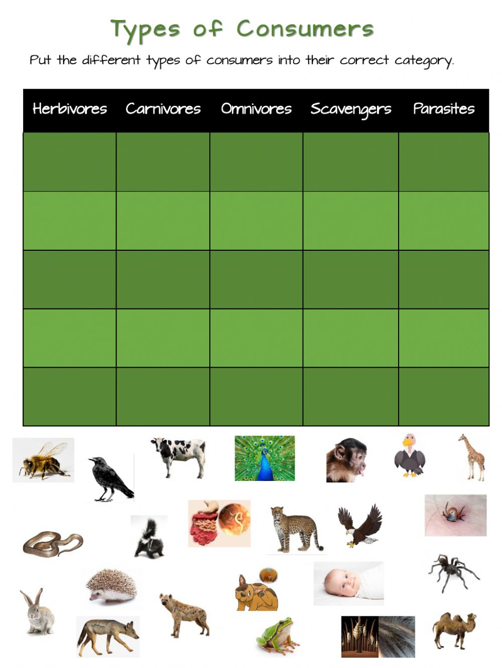 Types Of Consumers Worksheet